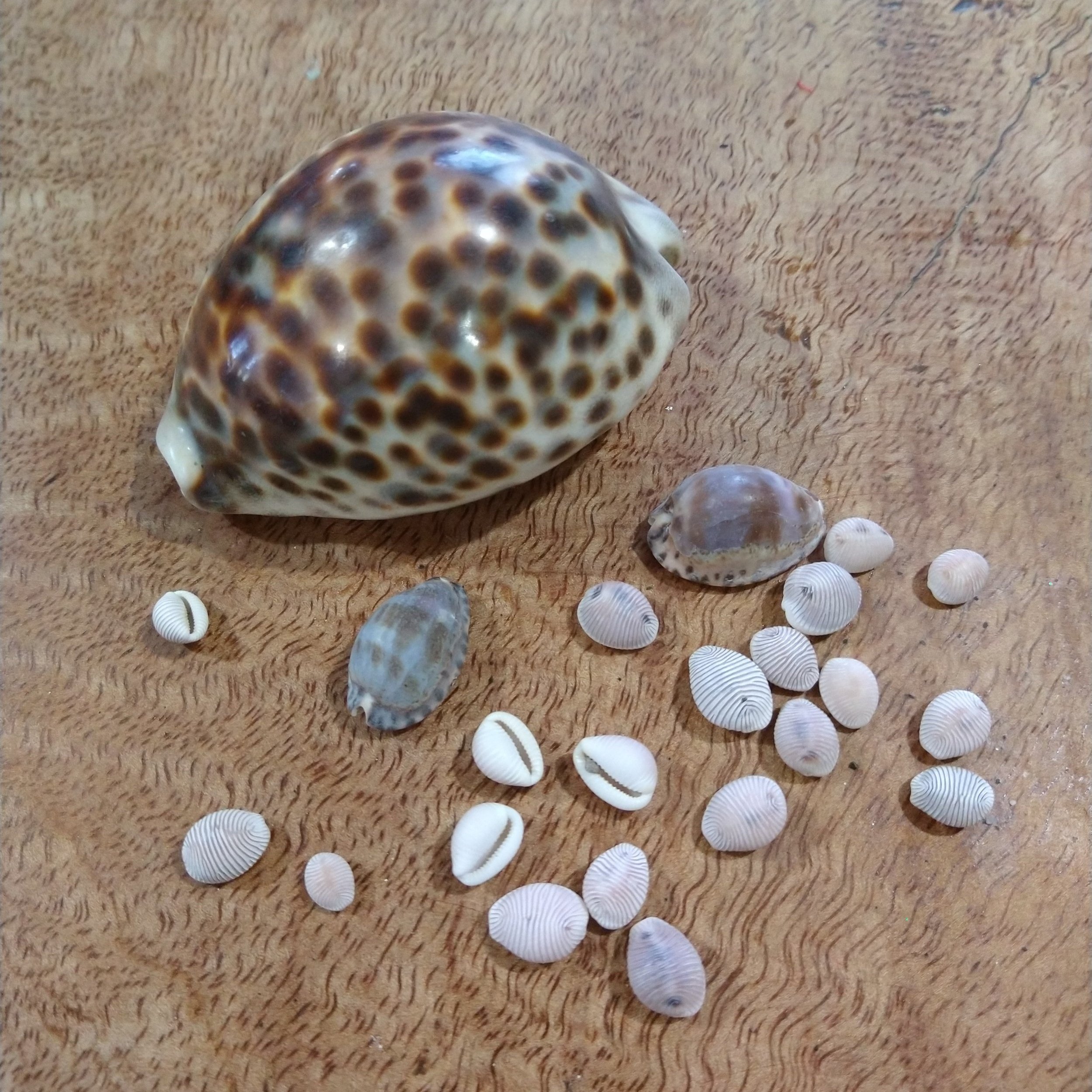 Patience and Cowrie Shells — Breathing Space Yoga